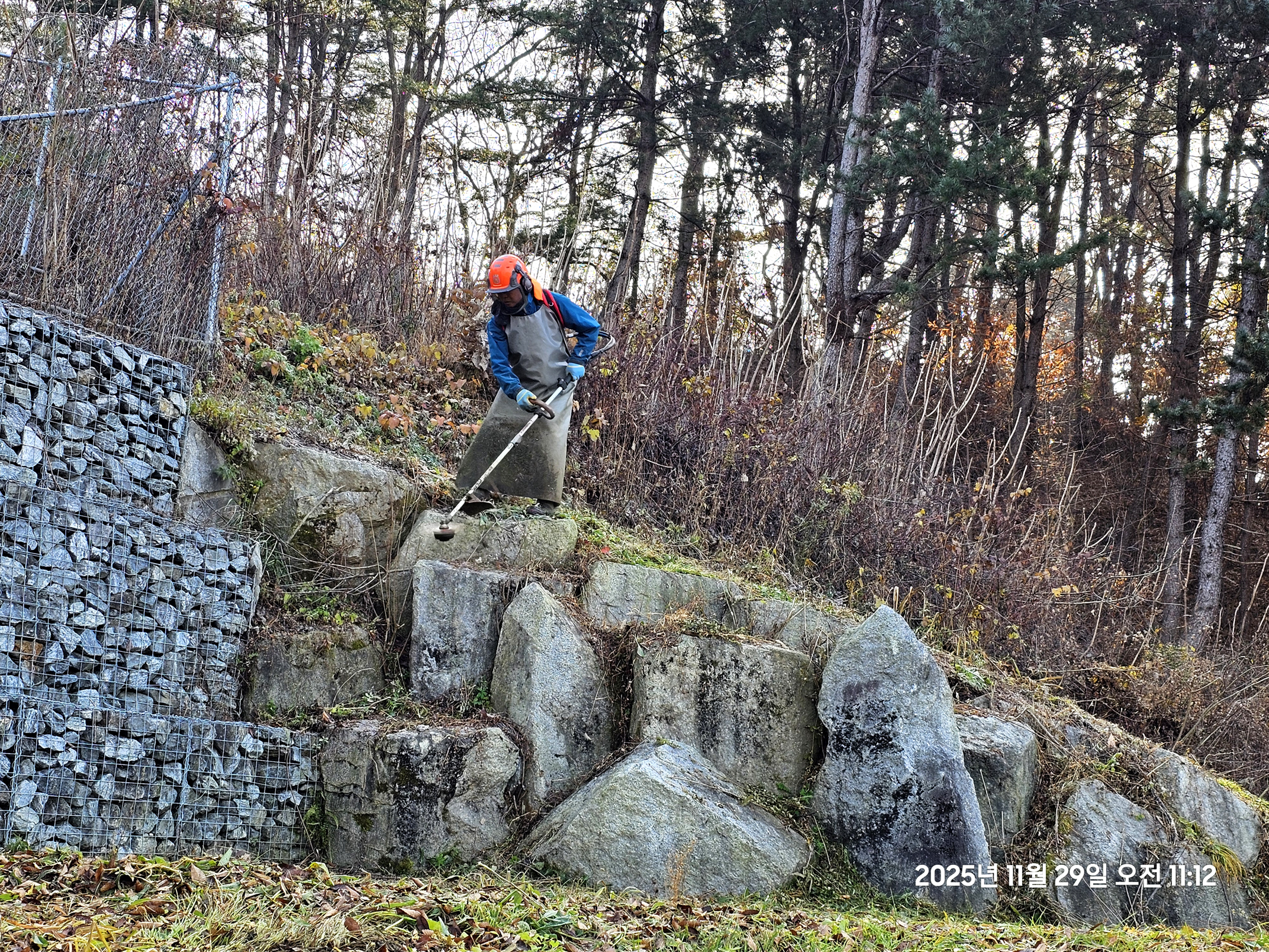 곡수성당 제초작업과 성당 초입 나무 벌목(2025.11.29, 천진암 성지 최 아브라함)