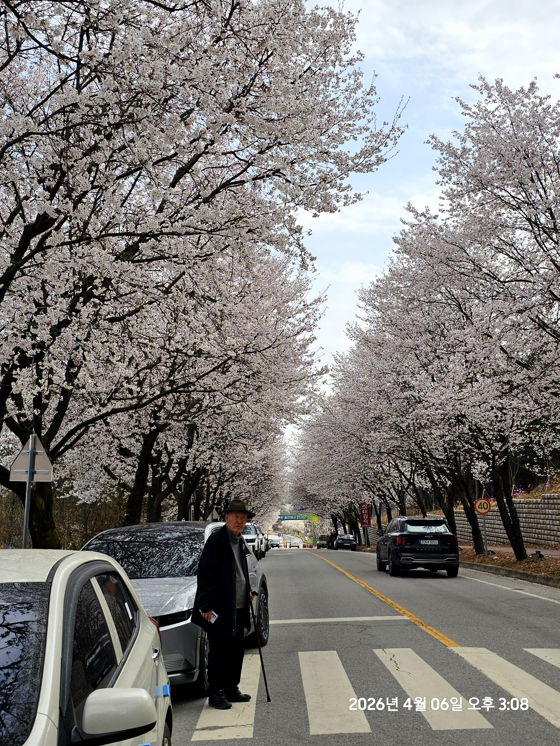 2026년 여주 벚꽃 축제(2026.04.10(금)~2026.04.12(일) 길에서(2026.04.07)