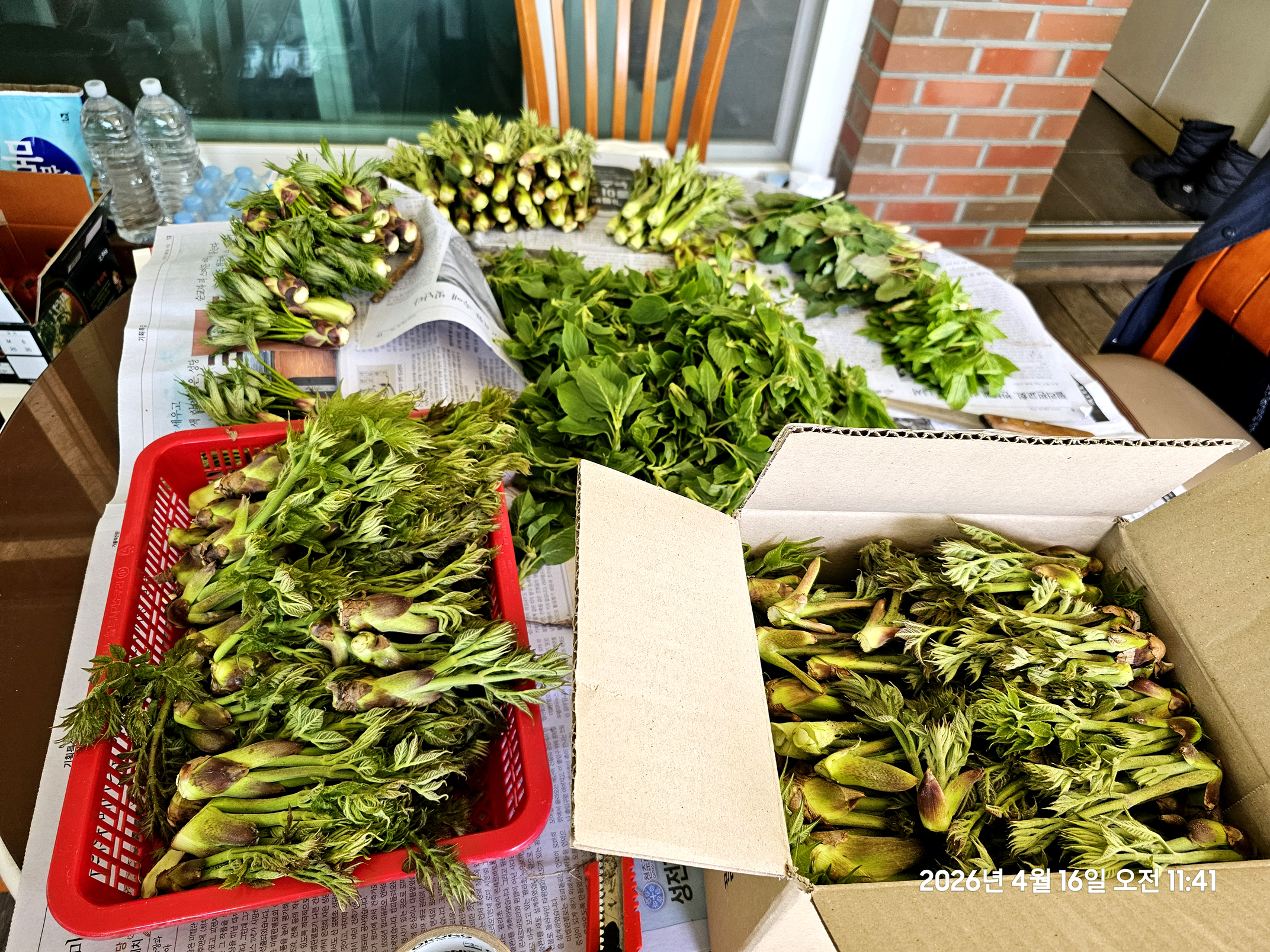 곡수성당 울타리 안팎의 두릅 채취(2026.04.15~16)